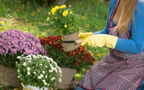 Professional lawn feeding and treatment in The Hyde for a thicker green lawn