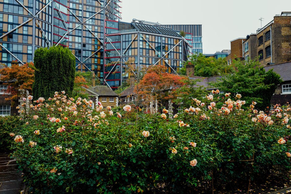 A lush garden scene featuring a dense cluster of blooming rose bushes with pale pink and peach-colored flowers and dark green foliage in the foreground. Behind the roses, there are a variety of trees 